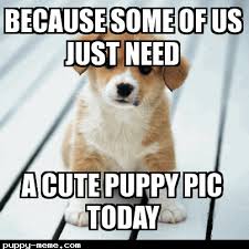 CryptoPuppies (@crypto_puppies) on Twitter photo 