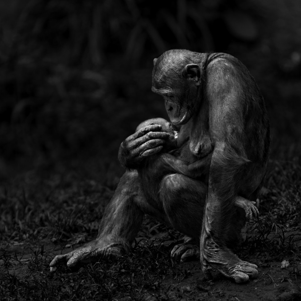 Pablo Herreros Ubalde (@somosprimates) on Twitter photo Los animales se alegran, sienten dolor, aman y sufren muy parecido a los humanos. Los entendemos precisamente porque poseemos ese sustrato común de emociones y sentimientos. Las expresan, están ahí, y no las esconden porque no hay nada más transparente que un animal emocionado. Los animales se alegran, sienten dolor, aman y sufren muy parecido a los humanos. Los entendemos precisamente porque poseemos ese sustrato común de emociones y sentimientos. Las expresan, están ahí, y no las esconden porque no hay nada más transparente que un animal emocionado.