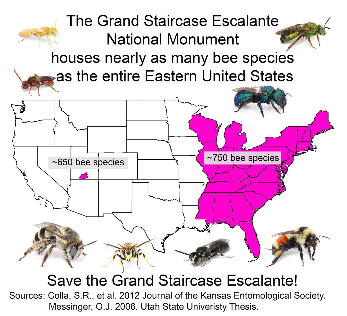 The Bees In Your Backyard tweet media