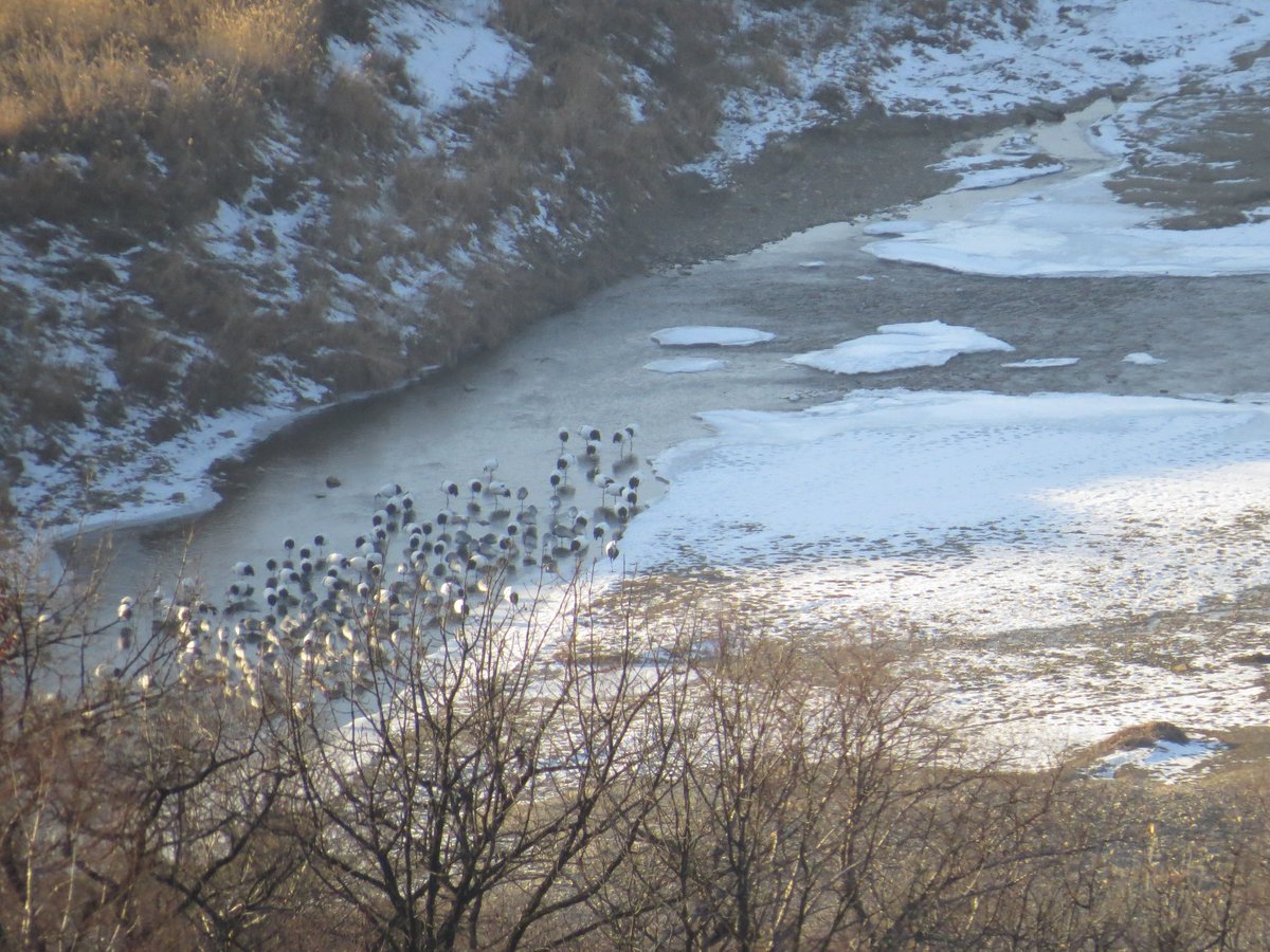 Imjin river DMZ crane