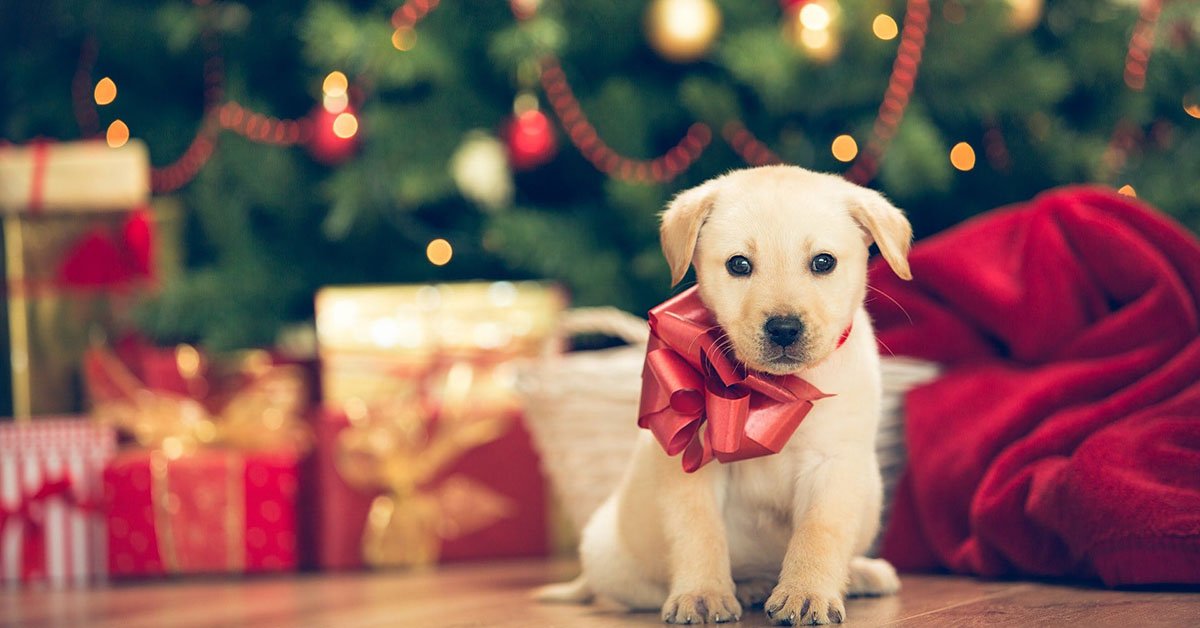 Firmiamo's tweet photo. Anche quest'anno a Natale gli italiani regaleranno dei cuccioli, il 40% dei quali entro l'estate verrà abbandonato. La vendita di cuccioli in negozio o allevamento è  immediata e solo puntata al guadagno. La petizione completa ➡️ https://t.co/oRyTenKytk https://t.co/E0IzTQCn6Z