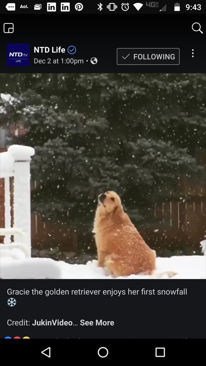 CassidyBitch1's tweet photo. Oh how cute ... A Golden Retriever in the snow ... I say, "Get inside where it's warm, you stupid bitch !" ... https://t.co/dBvcdUu0tr