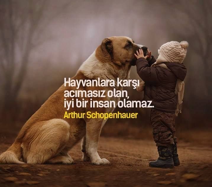 "Hayvanlara karşı acımasız olan, iyi bir insan olamaz." (Arthur Schopenhauer) #HayvanaŞiddetSuçtur