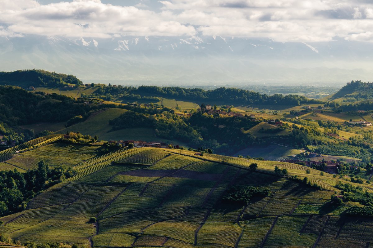 Il regno del #Barbaresco, tra le eccellenze enologiche del nostro paese - #Cuneo #LucaGardini #Vino - bit.ly/2Aoss8B - ...