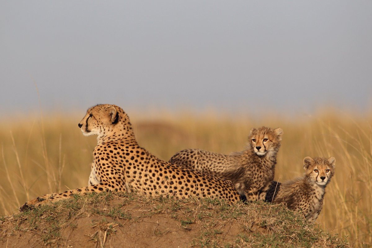 FBB_World's tweet photo. #Kenya: on #WorldCheetahDay , learn about NGO Cheetah for Ever's active surveillance &amp; protection program of females cheetahs and their cubs in Masaï Mara Reserve. 
Since 2016, #FBB funded 2 monitoring vehicles to improve their scope of action.
More here https://t.co/4wc8Dd5xRz https://t.co/OqBRvgDwY4