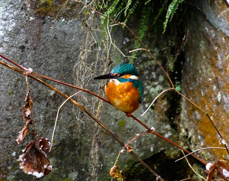 Robert Macfarlane (@robgmacfarlane) on Twitter photo In Welsh, the kingfisher is called "glas y dorlan", which translates beautifully as "blue of the undercut bank".
Thank you <a href="/michaelhstory/">Michael Harvey</a> for this knowledge. In Welsh, the kingfisher is called "glas y dorlan", which translates beautifully as "blue of the undercut bank".
Thank you <a href="/michaelhstory/">Michael Harvey</a> for this knowledge.