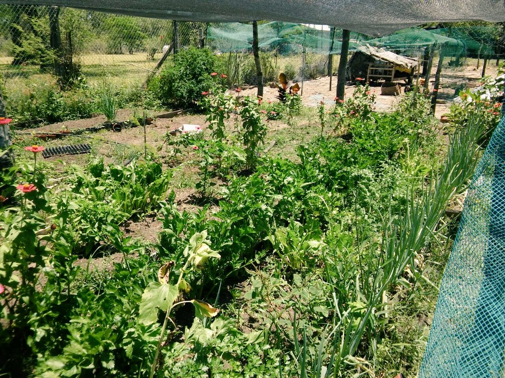 AF_INTA_CTES's tweet photo. 30/11 #AccesoAlAgua para la Huerta #Agroecológica y #Granja de Clara Ríos en San Cosme @Prohuerta #INTAconTODOS #PReTNO https://t.co/wwya6Ajfy0