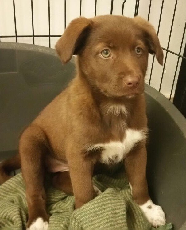 EzioGreggio's tweet photo. Ecco il nuovo cagnolino di Striscia che abbiamo preso in un canile: come lo chiamiamo? @Striscia @social_mediaset   #adoooro #ahperò https://t.co/3sC6m49yOn