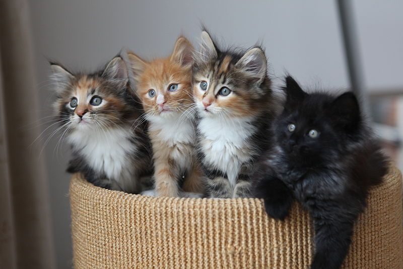 WBPest's tweet photo. Thinking of getting a mouser for Christmas? Why not choose #WBPestControl? We're friendly and playful, do a more thorough rodent and bug eradication, and you don't have to clean up after us! https://t.co/omb9FbyF1F
