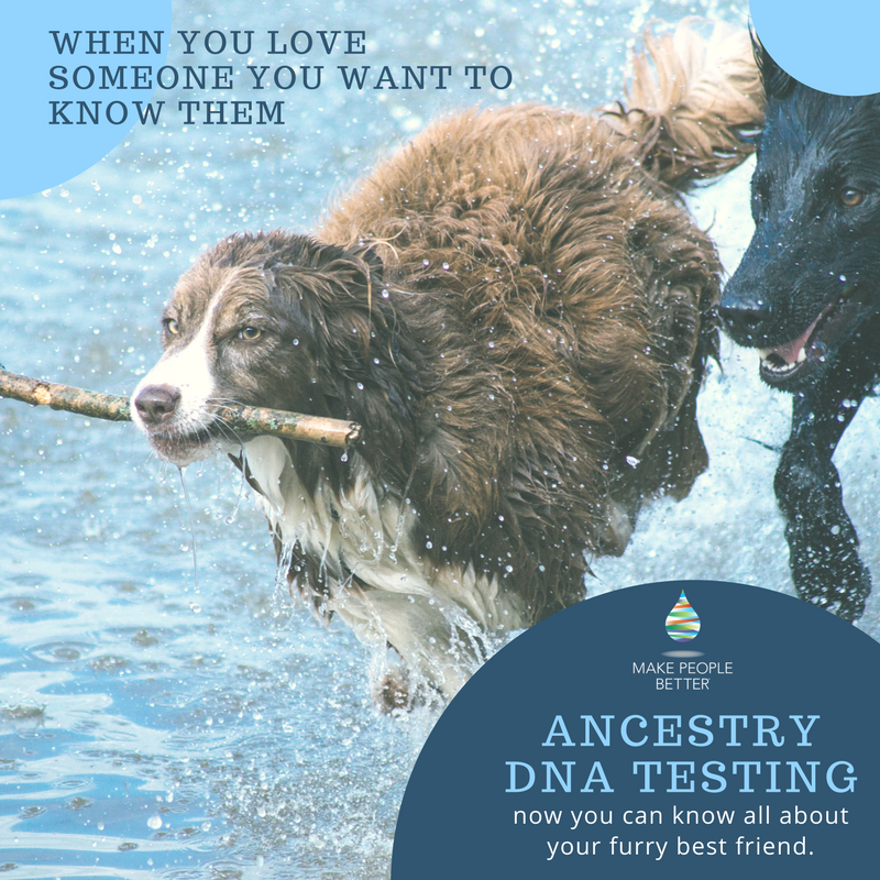 makepeoplebtr's tweet photo. Get to know your dog in a whole new way 🐶 #AncestryDNA #DNAtesting https://t.co/QCFmi3OxNb https://t.co/zUafoKIBZE