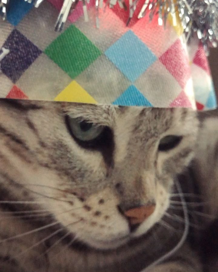 lifeofmoet_'s tweet photo. 🎼It’s beginning to look a lot like Christmas... 🎄🎅🏽🎄🤶🏽🎄#Xmas #Christmas #yafilthyanimal #christmashat #ready #adventcalendar #spirit #mood #currently #cat #cats #bengal #countdown #meow #grrr #catsofinstagram #petsofinstagram #petstagram #catofth… https://t.co/8OUYB21FWP https://t.co/VzQ1U7HOUW