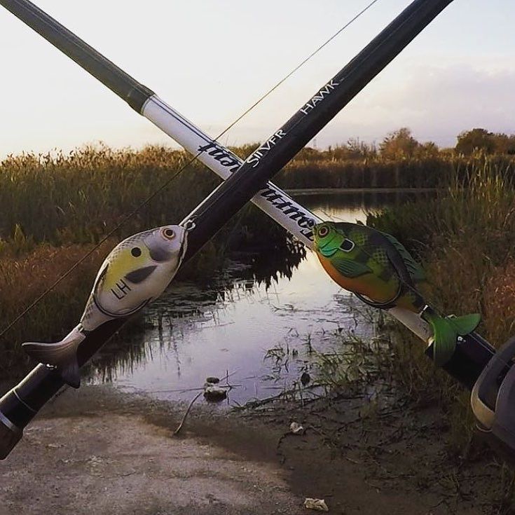 Lunkerhunt_fish's tweet photo. Locked and loaded! #lunkerhunt #propseries #propfish #propshad #propsunfish #topwater πΈ credit @fatz_mcgee_fishin https://t.co/MIVrI8LXS7 https://t.co/1Hb4z4u88c