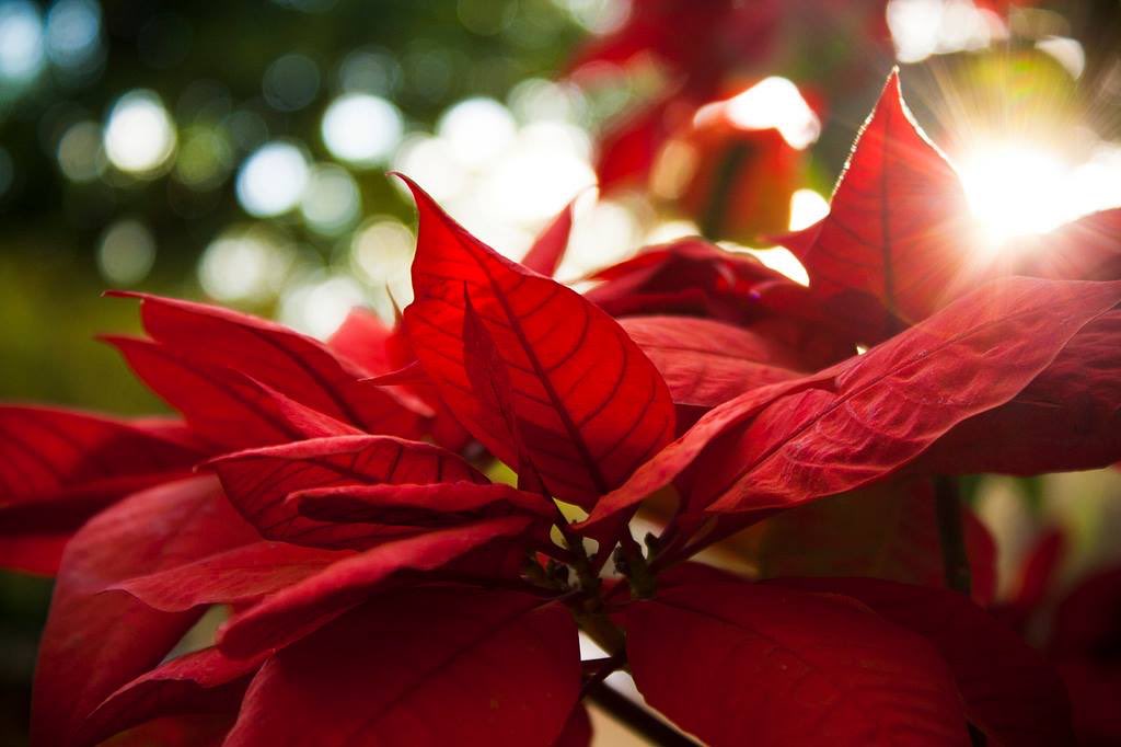 Holidays on the Transit Mall continues today with a poinsettia plant giveaway! Join us and <a href="/thesquarepdx/">The Square</a> at noon at SW 6th and Oak while supplies last. Plants are 2”, perfect for your downtown office desk! 🚊✨🚊✨🚊