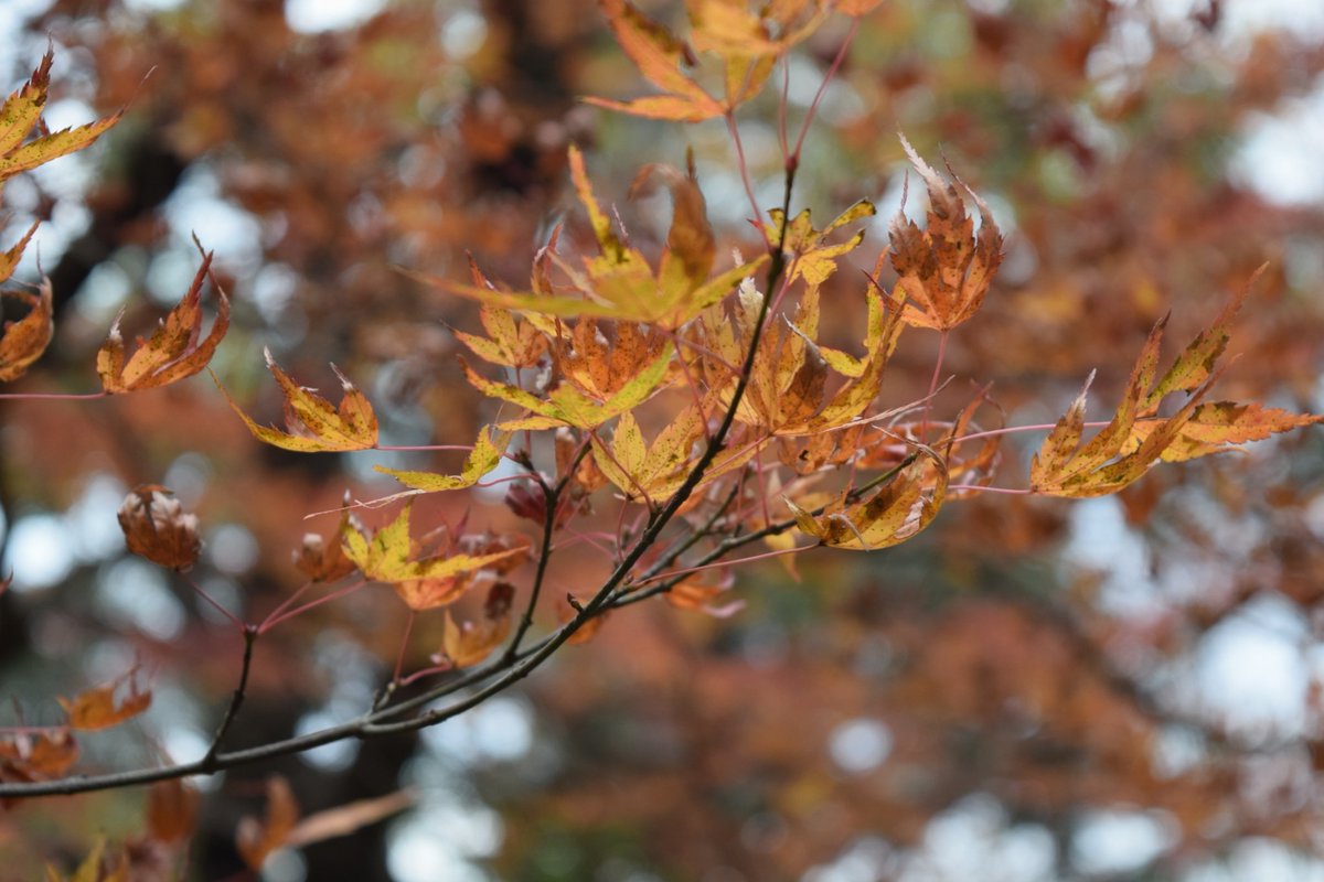 blackcat_408's tweet photo. #ファインダー越しのわたしの世界 #一眼レフのある生活 
夜中だけど、こないだ行った嵐山の紅葉とトロッコの写真でも…
(LINEのを携帯で保存してからのアップなので画質は…(´-ω-｀)) https://t.co/rmFITxWtpB