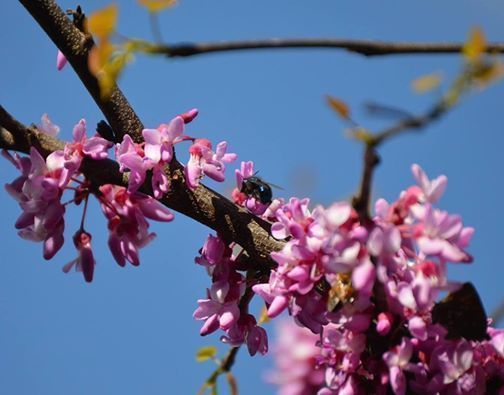 My New Years resolution will be to work in the garden:  Wondering how to encourage more native bees and other pollinators?  This class will help you to create a beautiful habitat in your backyard! bit.ly/2zNFnRq