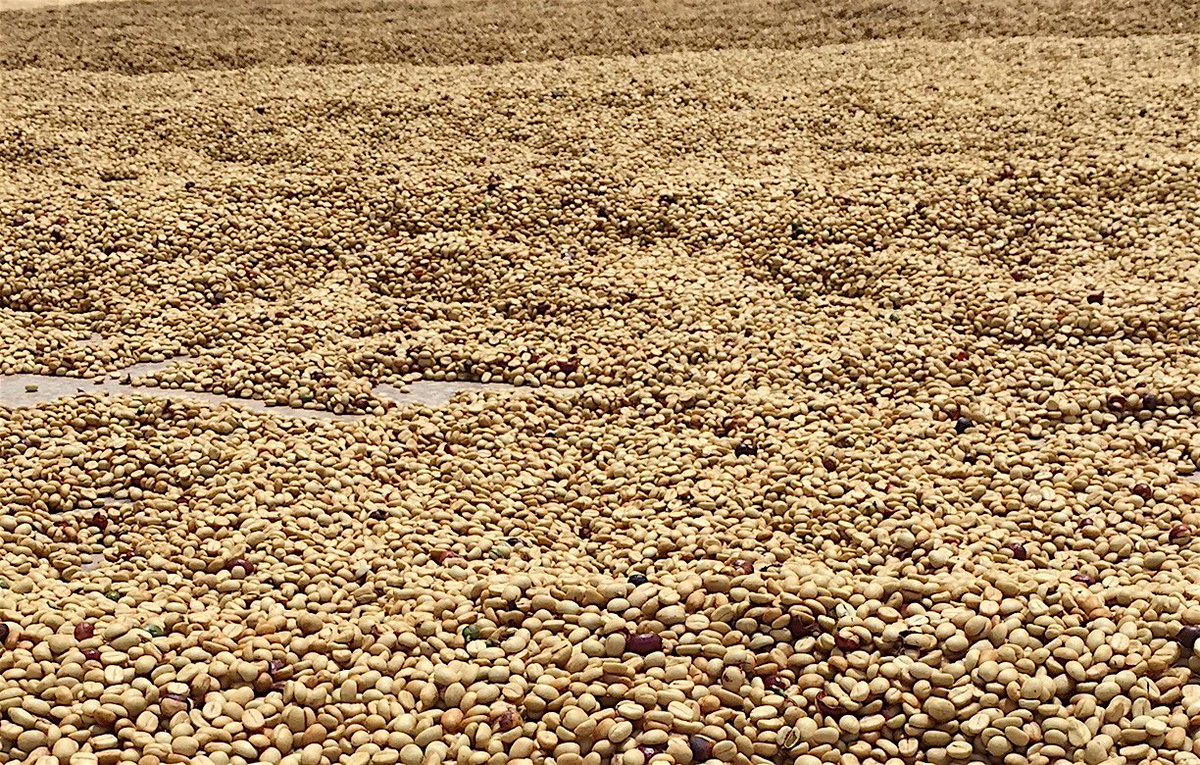 DailyCoffeeNews tweet picture