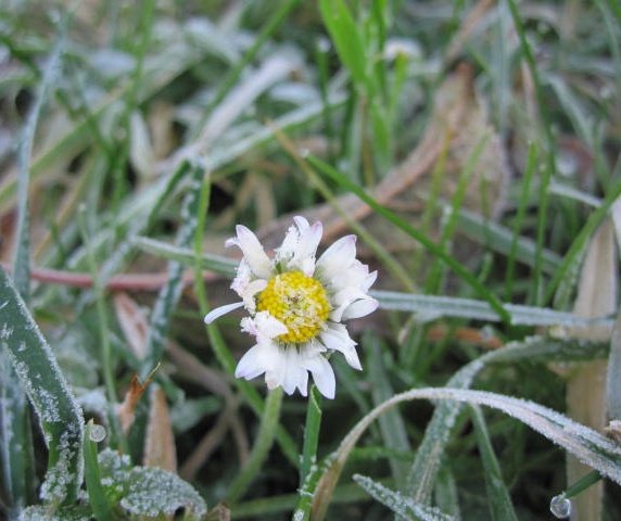 FunkeHeiko's tweet image. FARBENFROH sind sie, Gänseblümchen im Dezember. #JedeWocheEinFoto 49/17