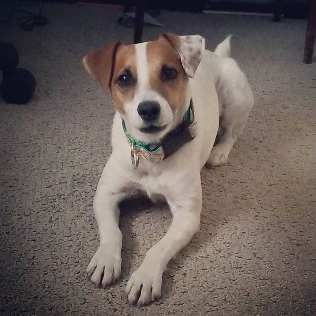 hikingwithfido's tweet photo. Where's the ball?!?!?!?!
#LifewithaJRT

#jrt #jackrussellterrier #jackrussell #jrtsofinstagram #jrtlovers #LittleDogsRock #LifeWithMyPack https://t.co/1sz4rlEF95