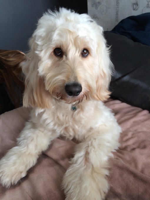 Happy 2nd birthday to my bestfriend, from when we got you from a puppy farm and was really ill and nearly<a href="/tag/arsenal"class="tags"><span>#arsenal</span></a><a href="/tag/whatdoyouthinkareshit"class="tags"><span>#whatdoyouthinkareshit</span></a>