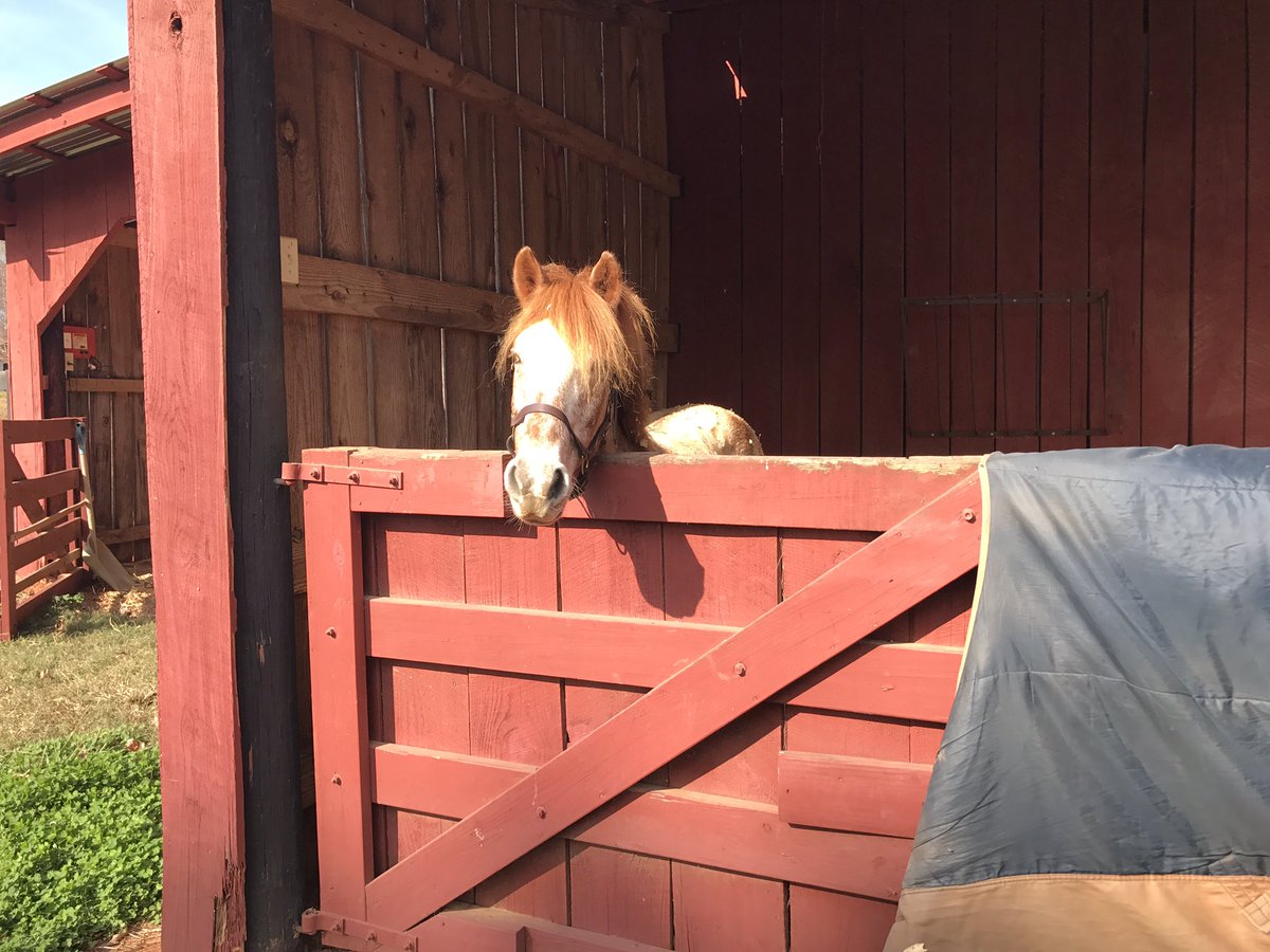mdfreeland's tweet photo. So we did a thing! Santa🎅 came early! 🎁Welcome home Cinnamon (Or Whiskey... We cant decide which)!  #FreelandEventing #FreelandClan #GonnaDoGreatThings #DreamBig #TeamFreeland #CinnamonSippin'onWhiskey https://t.co/PHHfGhlSTF