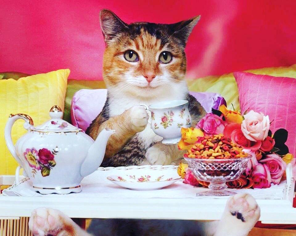 SUNYPurchaseLib's tweet image. Free tea is back! Refresh yourself with a variety of teas at the self-service station (located in the 2012 Lounge) all week during #FinalsCountdown (12/4-12/8)! Enjoy decaf or caffeinated tea for relaxation or concentration. Go green and bring your own mug!