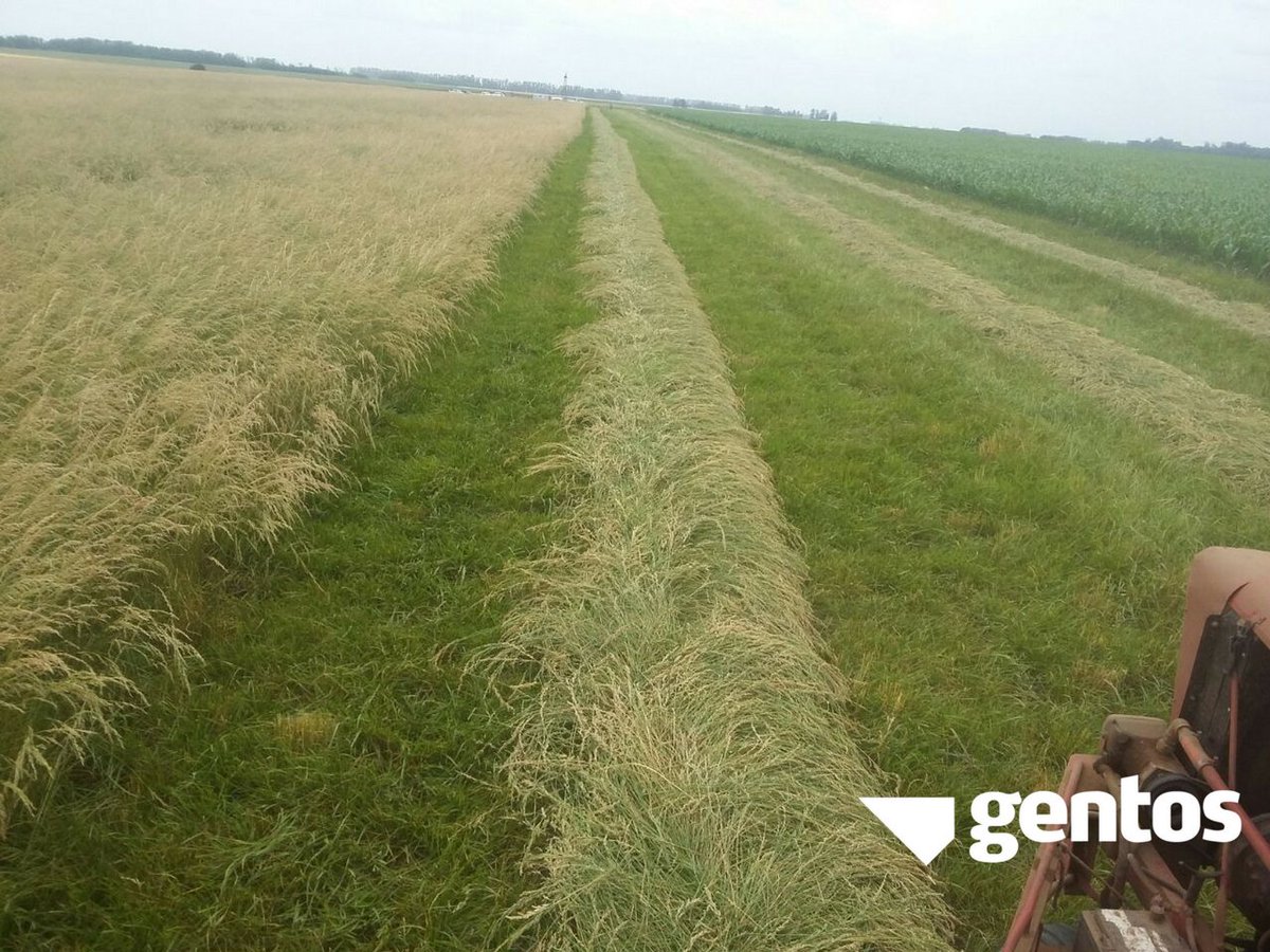 GentosArg's tweet photo. Hilerando Festuca Med 100, Rojas, #Buenos Aires. https://t.co/TbktT589xh