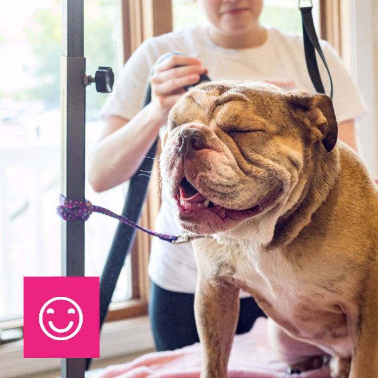 Canine Clips Salon (canineclipsalon) Twitter