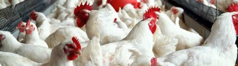 FPAHR's tweet photo. Playing Chicken with the IRS - a BiggerPockets #realestate blog post
https://t.co/PvIlLDpx7q https://t.co/VGnqxRP3jL
