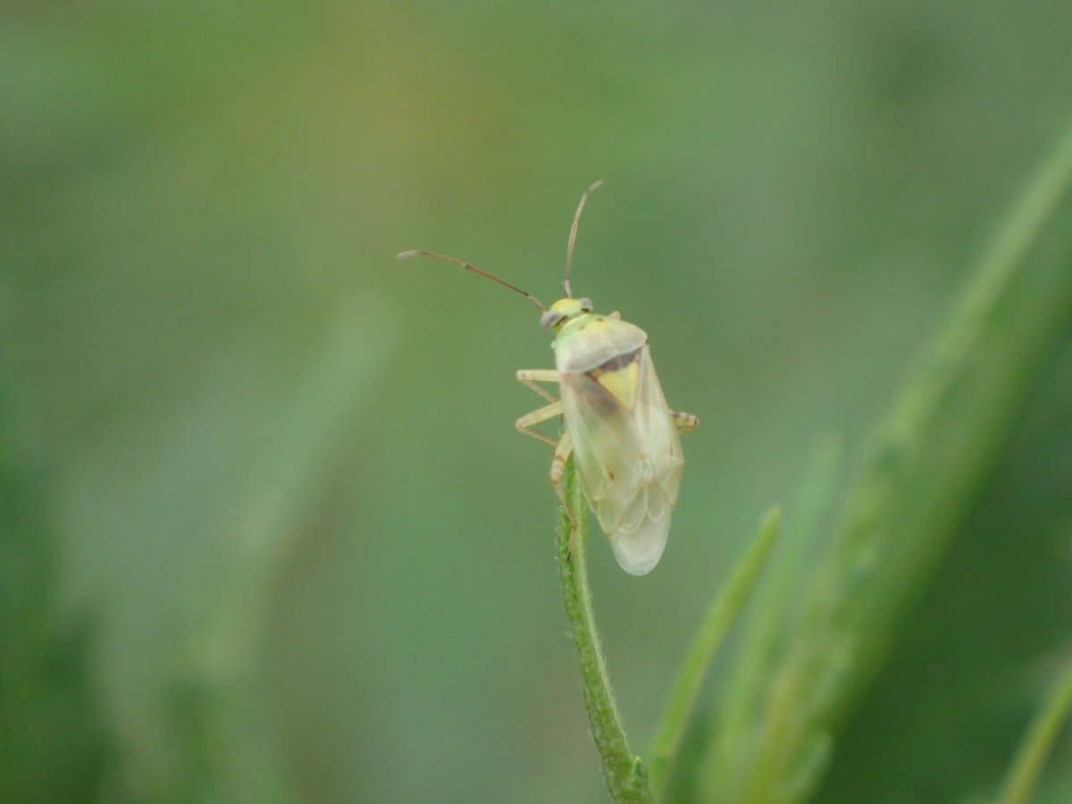 hempresearch's tweet photo. Got bugs? Check out @ColoradoStateU's Hemp Insect Website to better understand and identify insects potentially making a home on your hemp farm. https://t.co/z1mGA8PL2b #hemp #farmer #insects #research https://t.co/XflQrtpa9E
