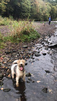 millypod1's tweet photo. COPPER HOME SAFE. THANKS FOR RT's   😊🐕
 
Beamish Woods #CountyDurham #DH9

#DH2 #NE11 #NE16 #NE39
https://t.co/CwjncVitft https://t.co/DtrZDyQqIO