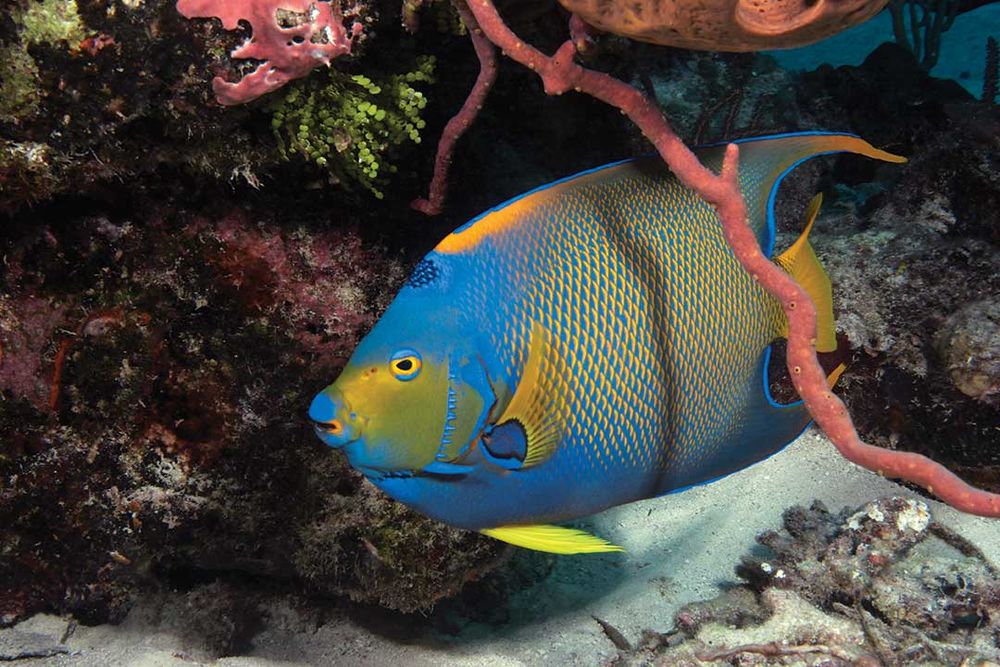 Sport Diver magazine elected #TurksandCaicos as one of the best places in the World for diving. We couldn't agree more!
