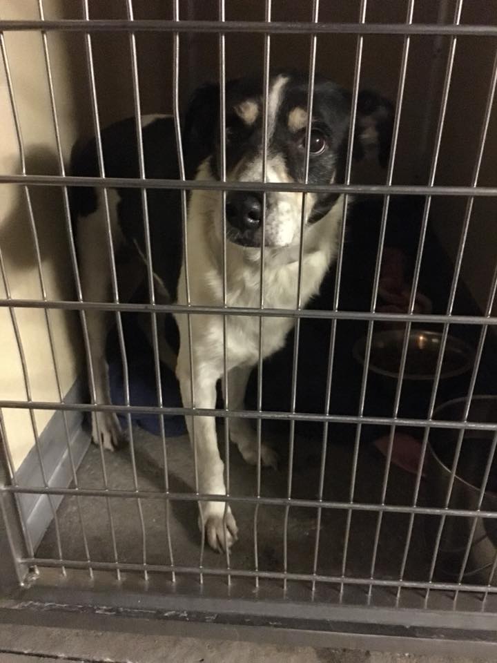 HumaneTampaBay's tweet photo. SATOS ARE IN THE HOUSE 🐶 🇵🇷 ❤️ We drove to Ft Lauderdale to pick up 10 dogs from a Humane Society in Puerto Rico. (Watch video: https://t.co/EUJCvvSdpM) All are healthy, friendly and ready for new lives! https://t.co/aG5pwMPS9t
#adoptdontshop #satos #irmarecovery #wearehstb https://t.co/fP2jJ7M82R