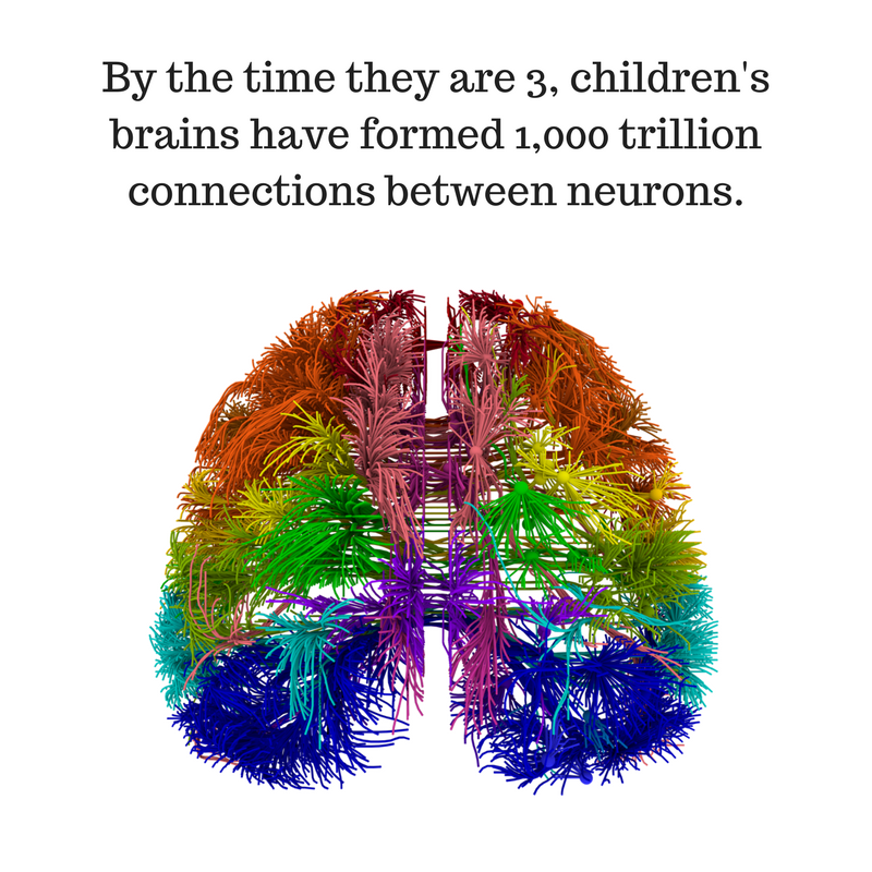 DrSCallaghan's tweet photo. Compare those numbers with the adult brain, which is known to have around 60 trillion connections. The process of "pruning" occurs to shape the brain of young children - keeping those connections that are important and getting rid of those that are damaged or less important. https://t.co/u97oUWn8QL