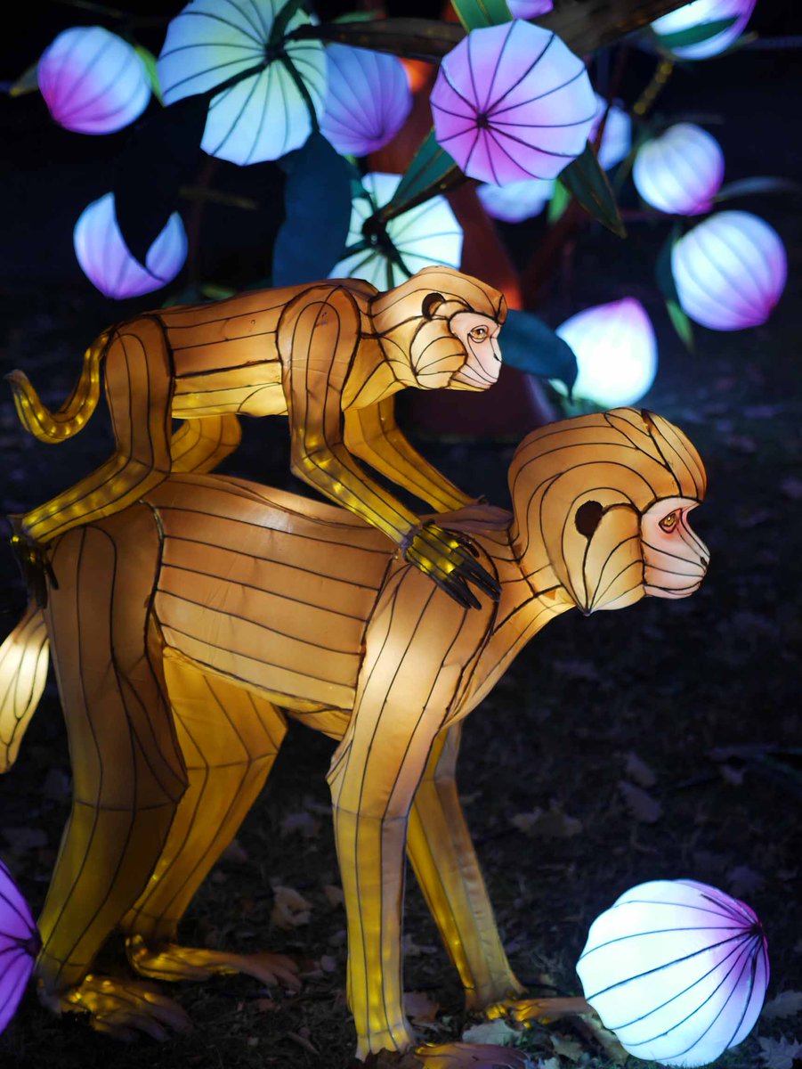 P2 Best of 2017 Singes dans la nuit au festival des lanternes de Gaillac  #BattlePhoto