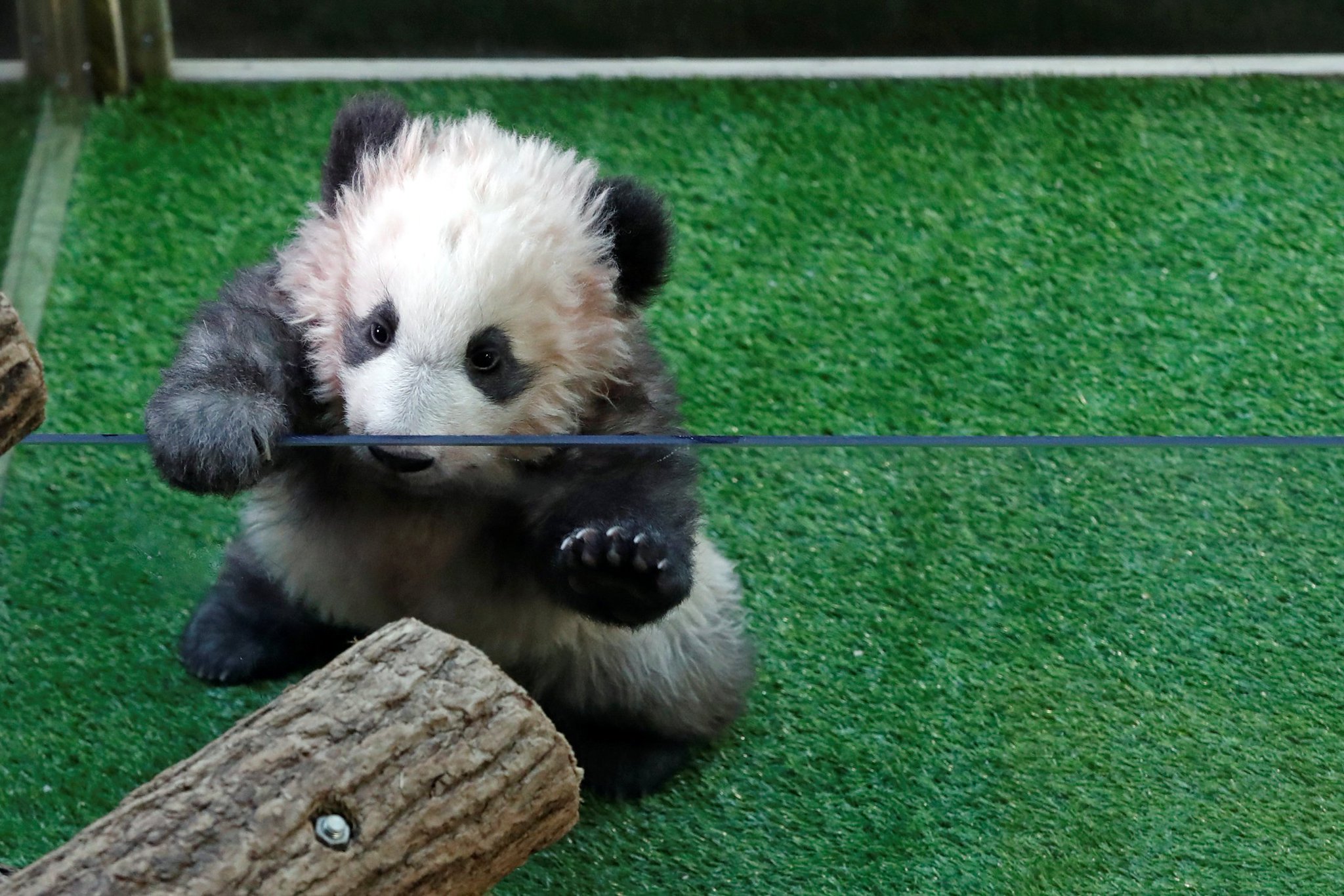 Peluche panda Yuan Meng