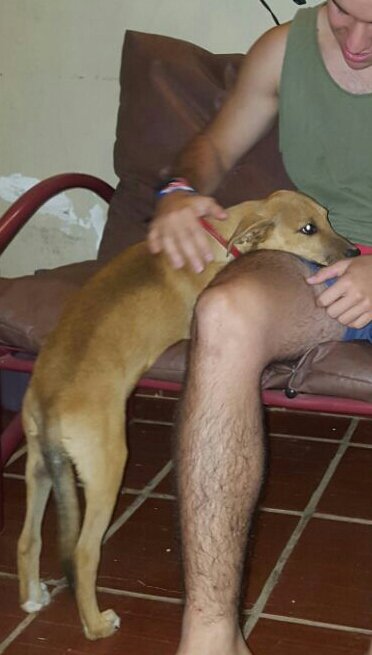 Rodrigodfm's tweet photo. @edyvaliente @Telefuturo @Santula @hyperFEDEX @enriquegamarra @paolayampey @MarDeporte Escribime por favor creo que es el perro de mi sobrinita el sabado le robaron 0981848627 https://t.co/gWEAMcTBt3