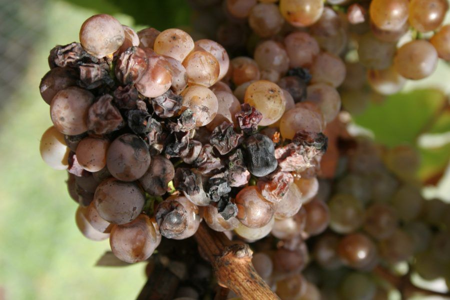 #NewAndNoteworthy Fabulous <a href="/FraminghamWines/">Framingham Wines</a> rieslings. New Zealand's country’s top riesling producer has again released an array of absolutely top wines from the 2017 vintage. @therealrvw buff.ly/2AONbTK
