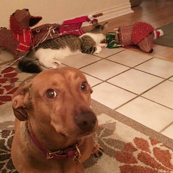 EvilWienerJD's tweet photo. Da crazy cat has de - headed my Christmas Doxie #thisismean #dogsrule #catsdrool #dogsoftwitter https://t.co/yg7IxtiqoY