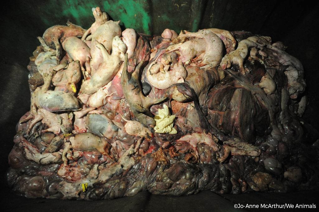 PETAShares's tweet photo. This is photo of DEAD AND DYING PIGS found inside a dumpster outside a factory farm. All of this for f*cking bacon 😭😠💔 https://t.co/MSyWSgp1SJ