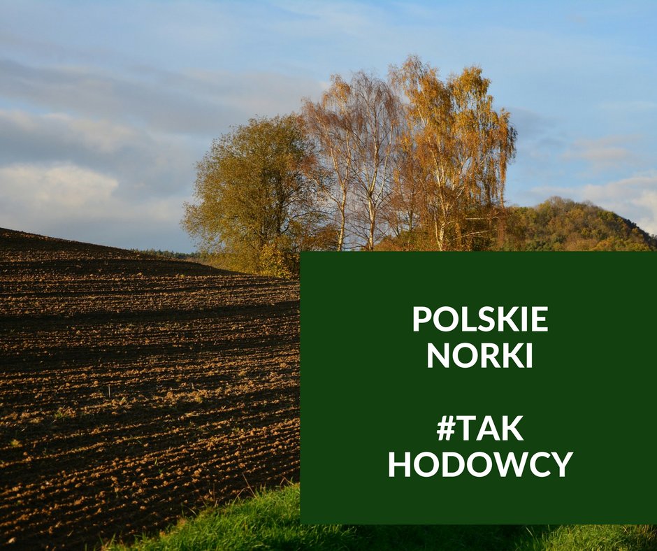 prawdaonorkach's tweet photo. Zakaz hodowli na futra poczeka. PiS łagodzi stanowisko - podają media 👉👉👉 #TAK dla polskich hodowców https://t.co/wKSAaaoeAb