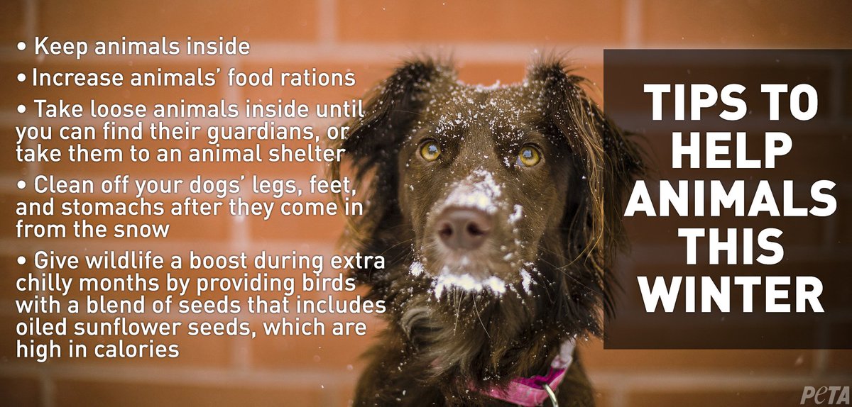PETA on Twitter: PETA on Twitter: