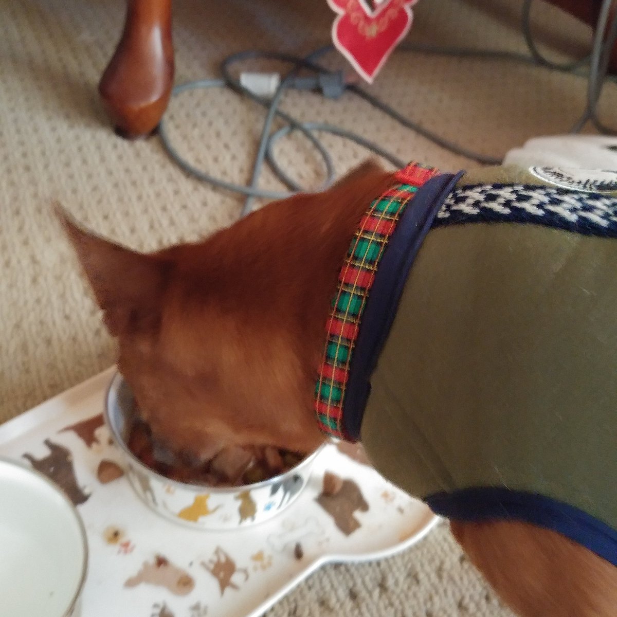 Brought home #simplynourish beef and vegetable stew today. Ben didnt look up until it was gone. #chipin #hungry <a href="/PetsmartAlbNC/">Petsmart AlbemarleNC</a>