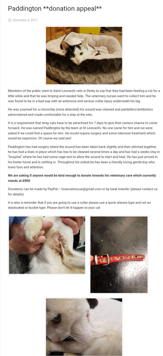 LinasCatRescue's tweet photo. Poor Paddington has had a horrible collar injury😭Thankfully he is on the mend now https://t.co/7i9UHb0Fbl