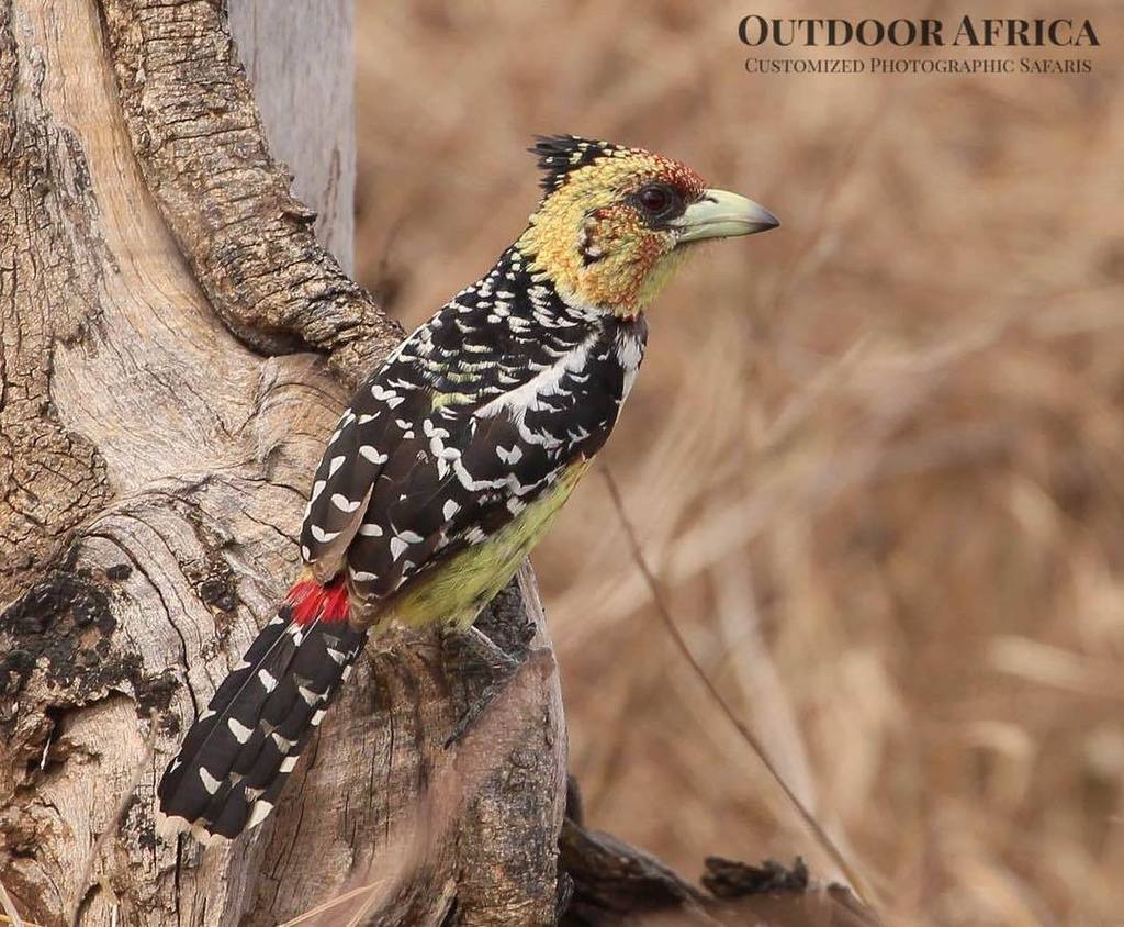 SOASafaris's tweet photo. #MondayBirdDay - Crested Barbet in Kruger National Park. Aug 2016
.
Spotted on Safari with Outdoor Africa
https://t.co/CnnKBznXwH
.
#birdsofSouthAfrica #birdingSouthAfrica #birdsofSA #birdingSA #birding #OutdoorAfrica  #SafariSouthAfrica #SouthAfricanSa… https://t.co/VshwGweB4C https://t.co/397FqYmE7U