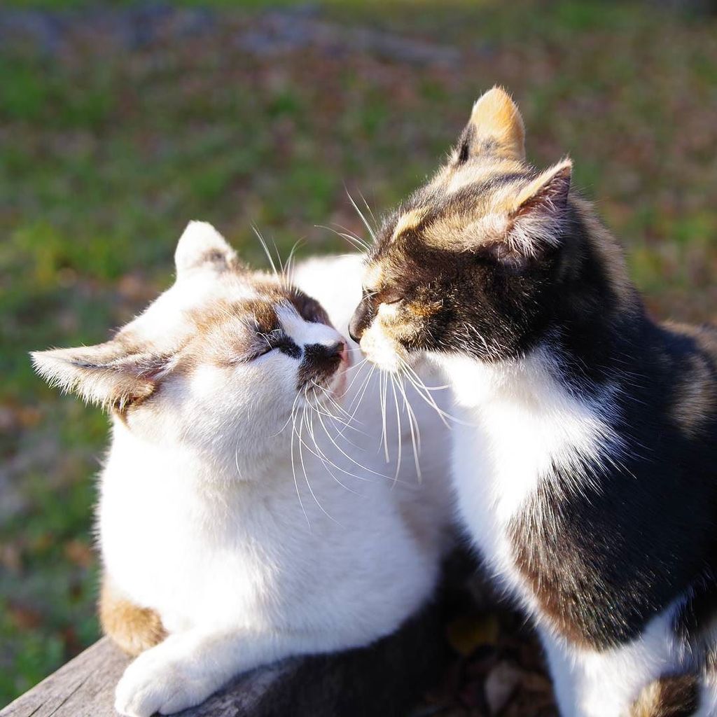 きーちゃん キスまでカウントダウン 姉妹です キス 猫 ねこ にゃんこ 猫撮り ねこ部 にゃんすたぐらむ Cat キスまでカウントダウン T Co Snpyoepwzl きーちゃん キスまでカウントダウン 姉妹です キス 猫 ねこ にゃんこ 猫撮り ねこ部 にゃんすたぐらむ Cat キスまでカウントダウン T Co Snpyoepwzl