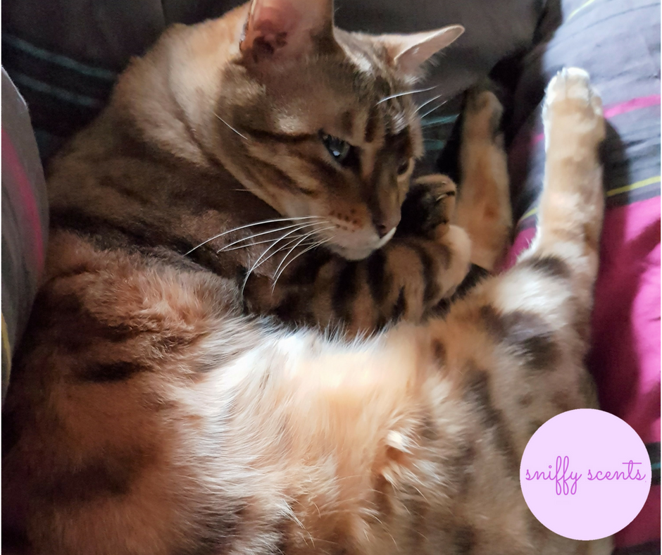 SniffyScents's tweet photo. Management Feline Freya is "supervising" as I build up stock for the holiday rush. Today I'm decking the halls with #Soy #WaxMelts; you really love those!😀We have 15% OFF ALL PRODUCTS until Xmas.Check out our range
#cat #catsofIstagram #bengal #vegan #beauty #Skincare #artisan https://t.co/5npcoYgnjp