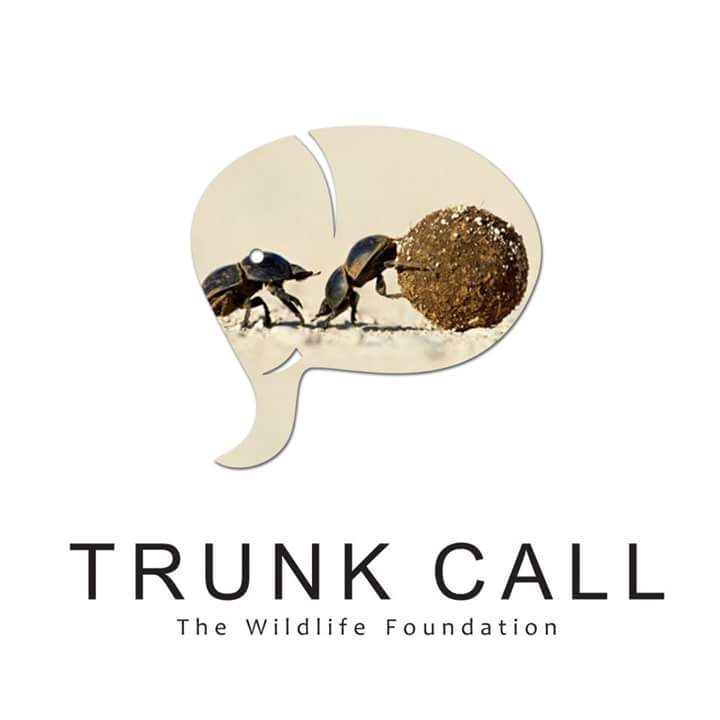 Trunk_Call's tweet photo. Elephant dung is extremely rich in minerals and provides an important food source for other species.For dung beetles, elephant dung is extremely important. The beetles roll balls of dung, bury them to store as a food supply for larvae.
#trunkcall @Trunk_Call  @shindeanand79 https://t.co/OJTfKz057T