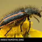 Photo by InsectaMovie (@InsectaMovie)