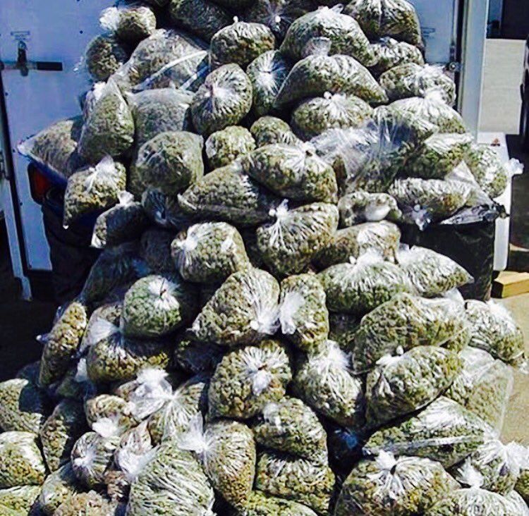 SantaMonicaMJ's tweet photo. Who want this mountain of weed?
.
.
.
.
#mountain #cannabis #santamonica #mjsantamonica #marijuana #medicalmarijauna #medicalcannabis #santamonica #weed #marijuanadelivery #weed #dispensary https://t.co/RX0fbVx3T1