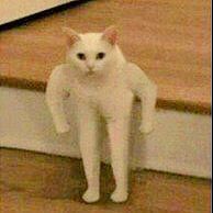 Apixelados's tweet photo. Mi gata me ha robado las pesas, se ha quedado así 😞 https://t.co/lzEc9t5fBV